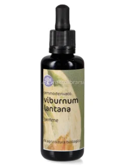 Viburnum Lantana - Gemmoderivato - Gemme