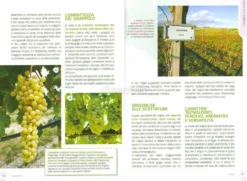 Vigneto Bio