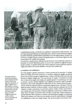 Vita nei Campi