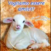 Vogliamo Essere Amici?