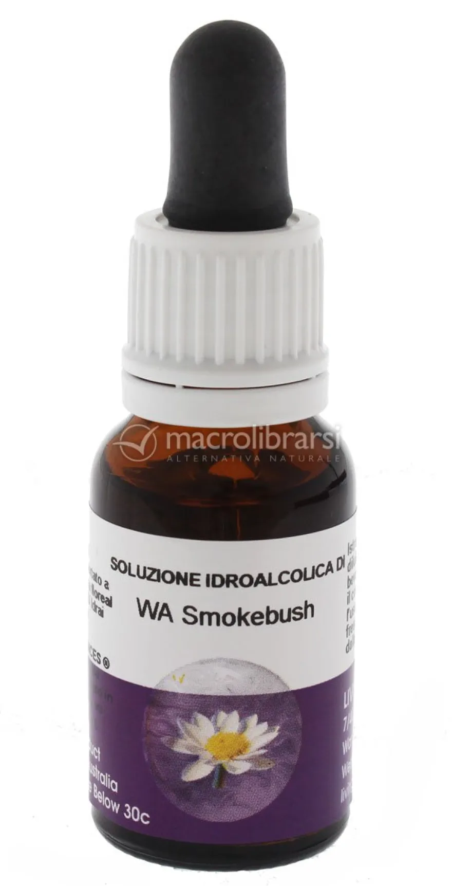 Wa Smokebush - Fiori australiani